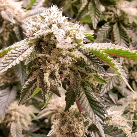 Glookies growlog timeline photo