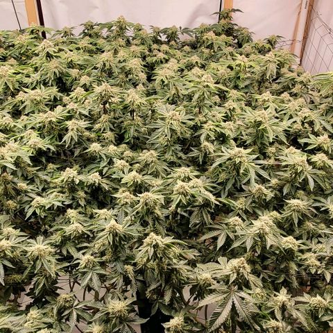 Glookies growlog timeline photo