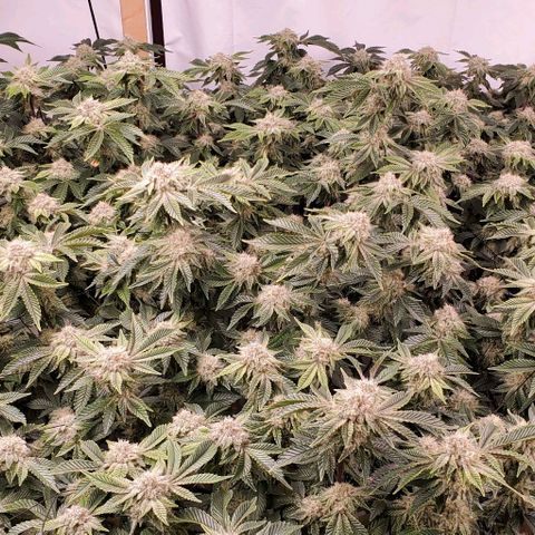 Glookies growlog timeline photo
