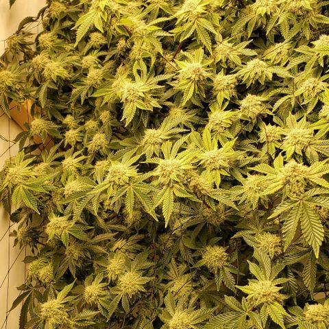 Glookies growlog timeline photo