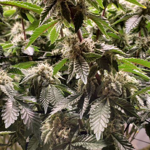 Glookies growlog timeline photo