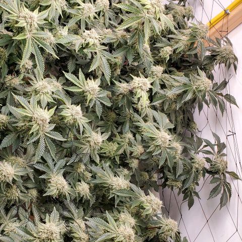 Glookies growlog timeline photo