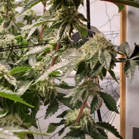 Glookies growlog timeline photo