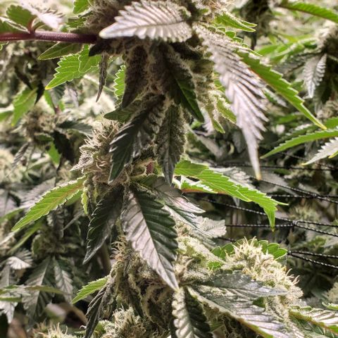 Glookies growlog timeline photo