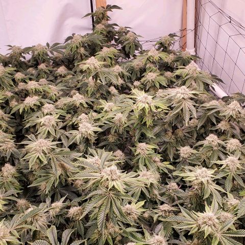 Glookies growlog timeline photo