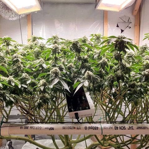 Glookies growlog timeline photo