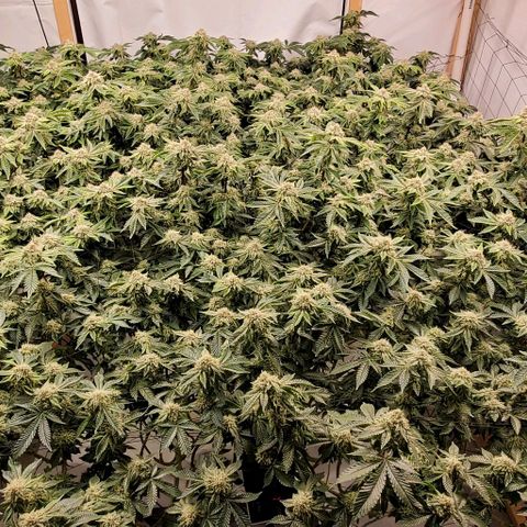 Glookies growlog timeline photo