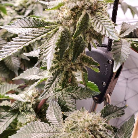 Glookies growlog timeline photo
