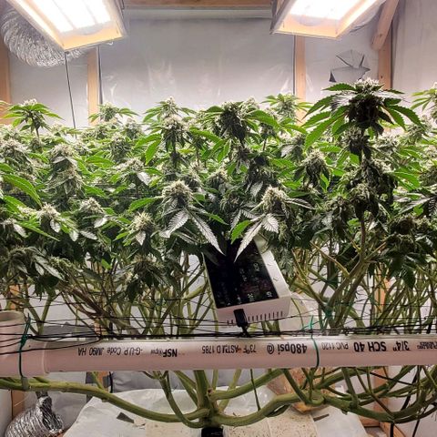 Glookies growlog timeline photo