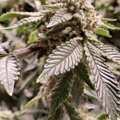 Glookies growlog timeline photo