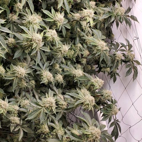Glookies growlog timeline photo