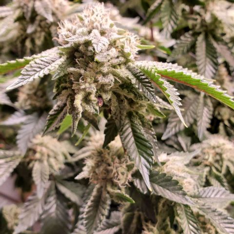 Glookies growlog timeline photo