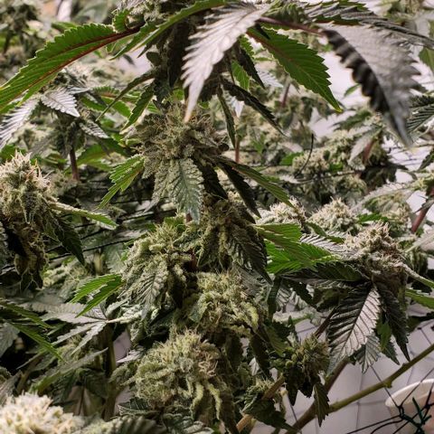 Glookies growlog timeline photo