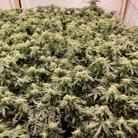 Glookies growlog timeline photo