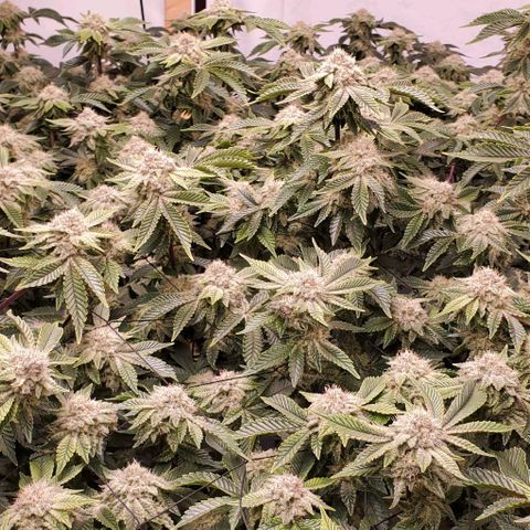 Glookies growlog timeline photo
