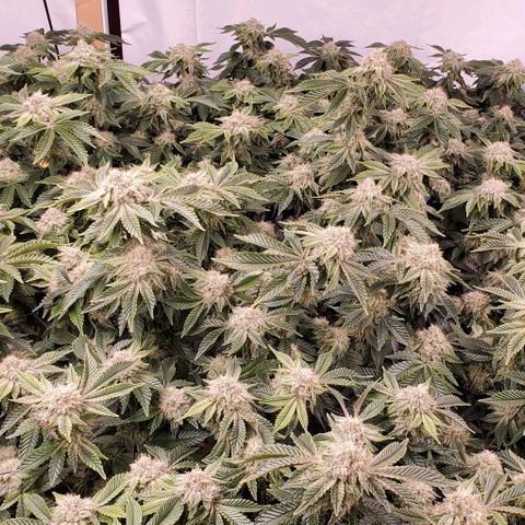 Glookies growlog timeline photo