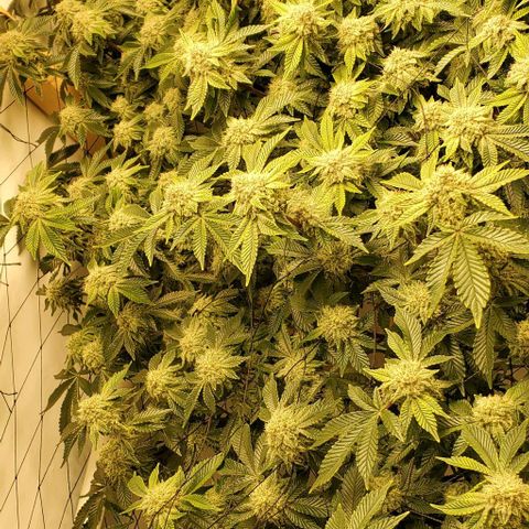 Glookies growlog timeline photo