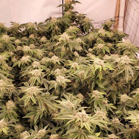 Glookies growlog timeline photo