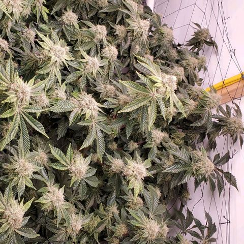 Glookies growlog timeline photo