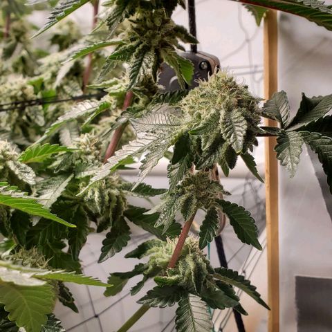 Glookies growlog timeline photo