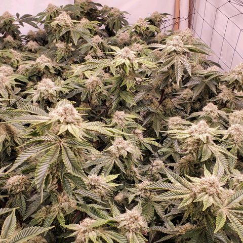 Glookies growlog timeline photo