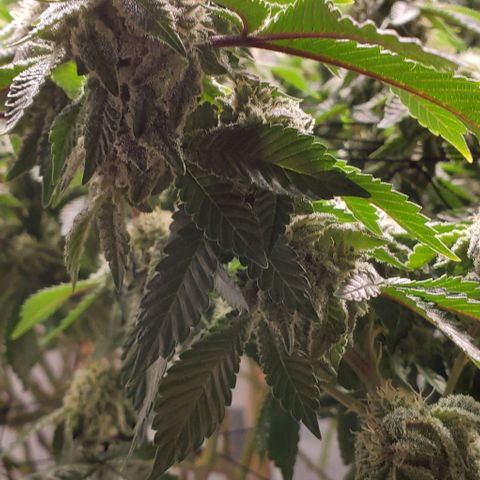 Glookies growlog timeline photo