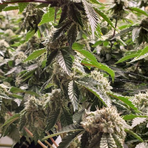 Glookies growlog timeline photo