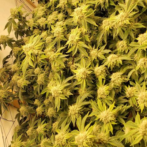 Glookies growlog timeline photo