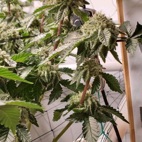 Glookies growlog timeline photo