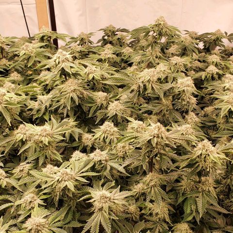 Glookies growlog timeline photo
