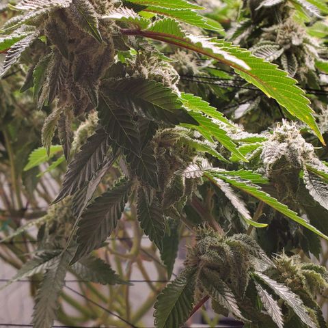 Glookies growlog timeline photo