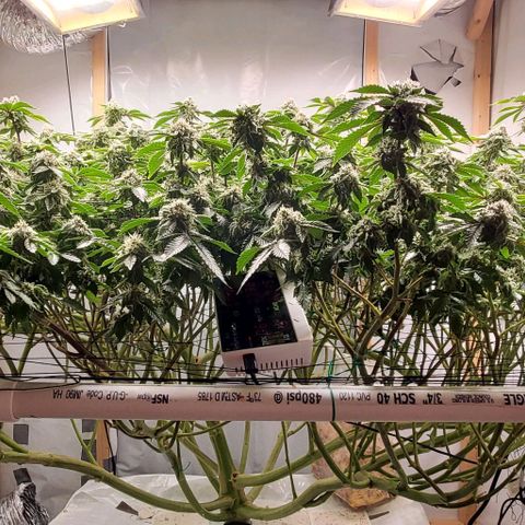 Glookies growlog timeline photo