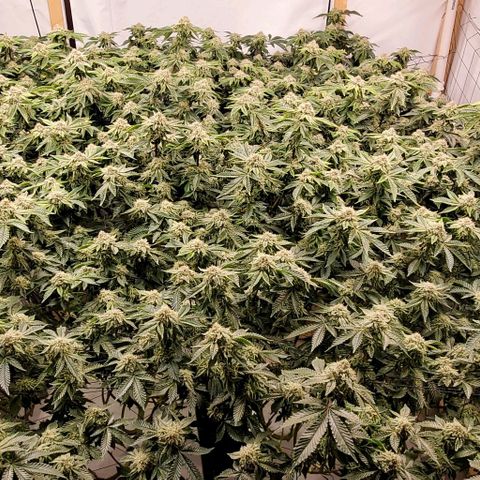 Glookies growlog timeline photo
