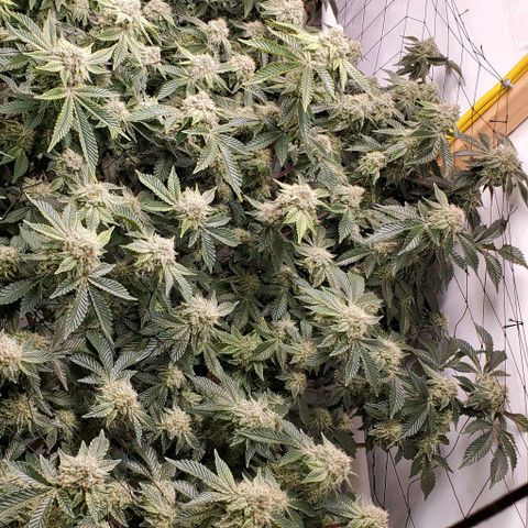 Glookies growlog timeline photo