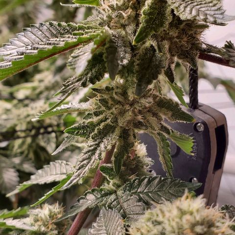 Glookies growlog timeline photo