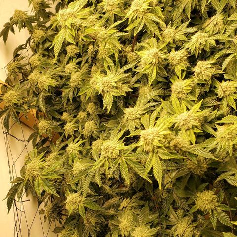 Glookies growlog timeline photo