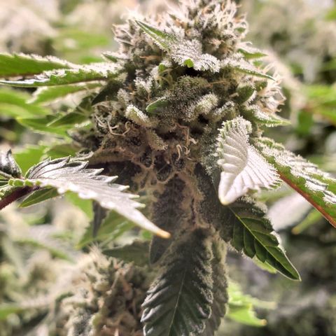 Glookies growlog timeline photo