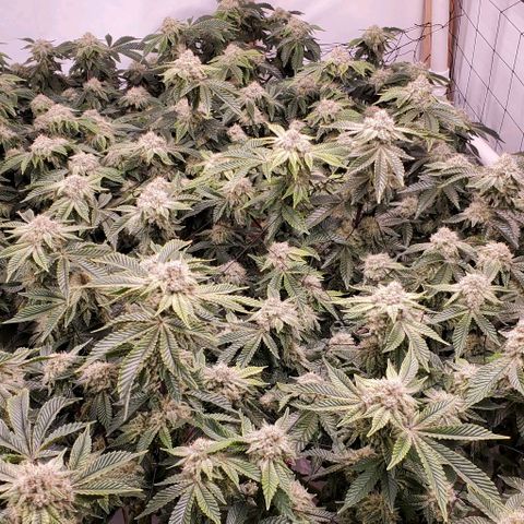 Glookies growlog timeline photo