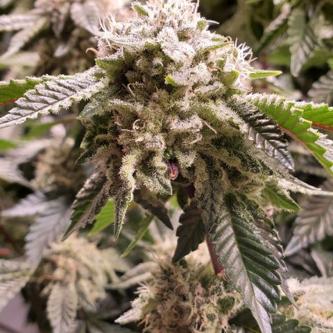 Glookies growlog timeline photo