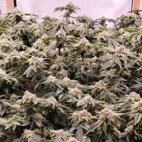 Glookies growlog timeline photo