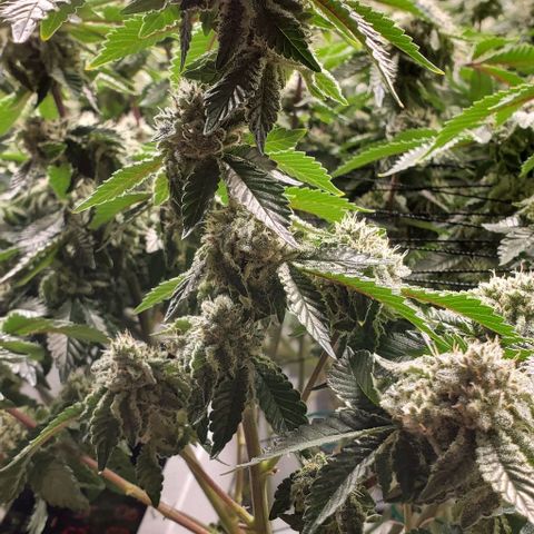 Glookies growlog timeline photo