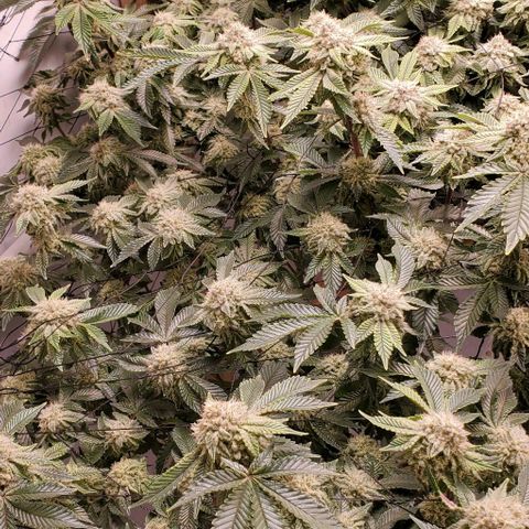 Glookies growlog timeline photo