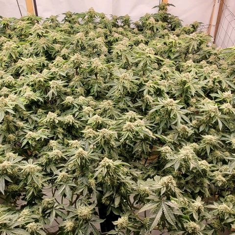 Glookies growlog timeline photo