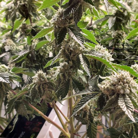 Glookies growlog timeline photo