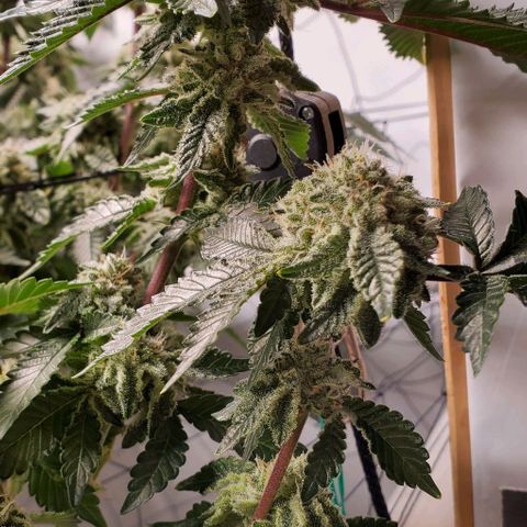 Glookies growlog timeline photo