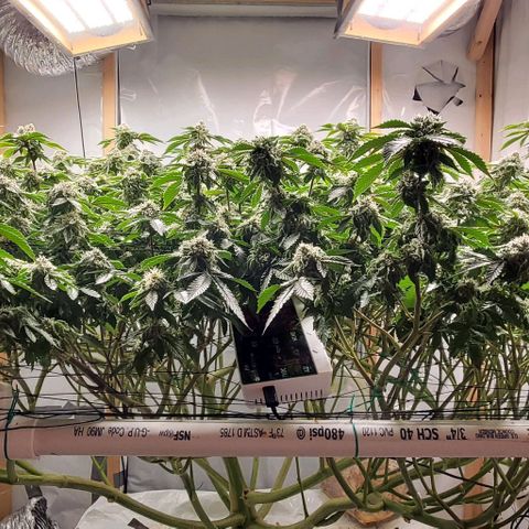 Glookies growlog timeline photo