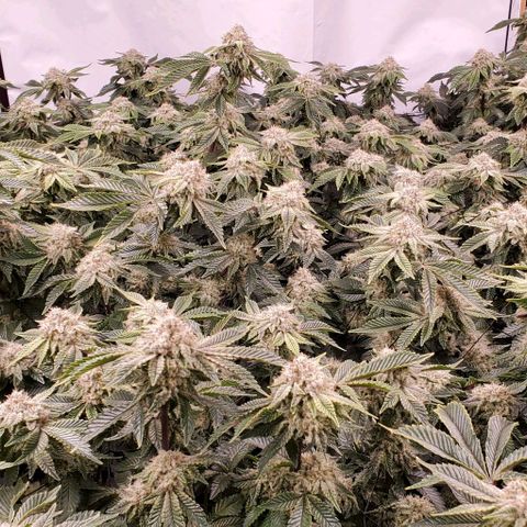 Glookies growlog timeline photo
