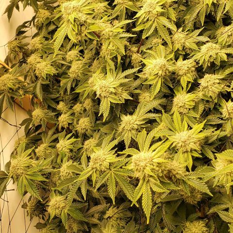 Glookies growlog timeline photo