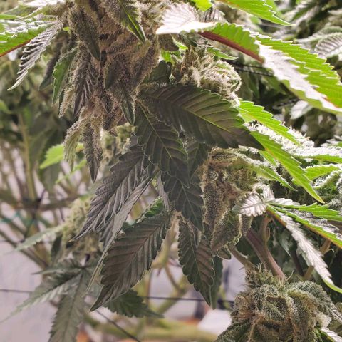 Glookies growlog timeline photo