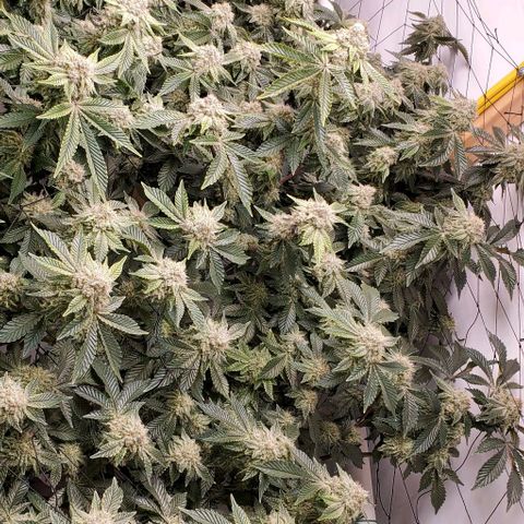 Glookies growlog timeline photo